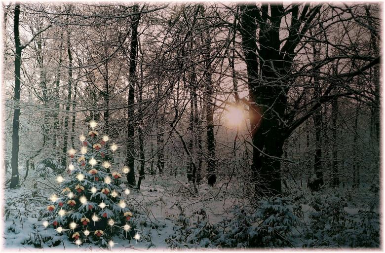 Free stock image of Winter Forest created by Pixabay