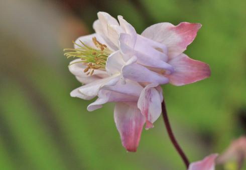 Free Stock Photo of Flower