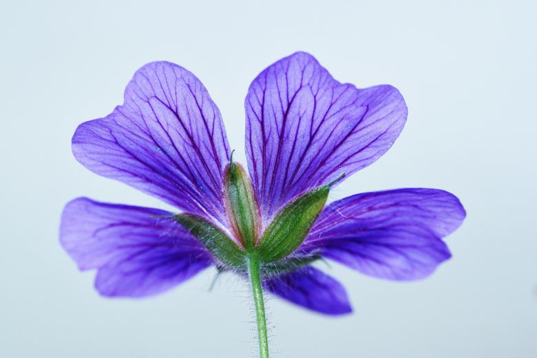 Free stock image of Flower created by Pixabay