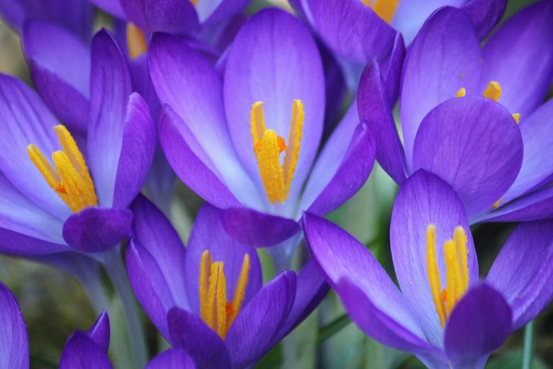 Free stock image of Flower created by Pixabay