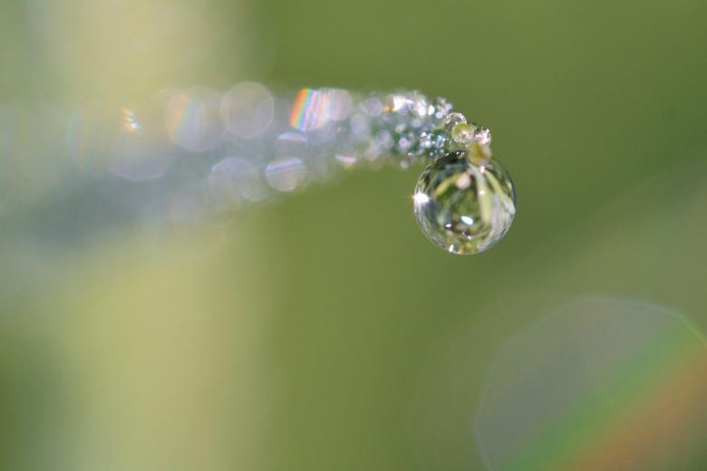Free stock image of Dew Macro created by Pixabay