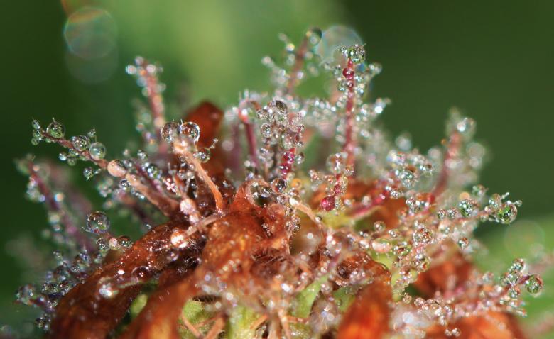 Free stock image of Dew on plant - Macro created by Pixabay