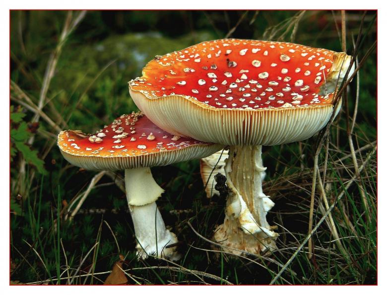 Free stock image of Mushroom created by Pixabay