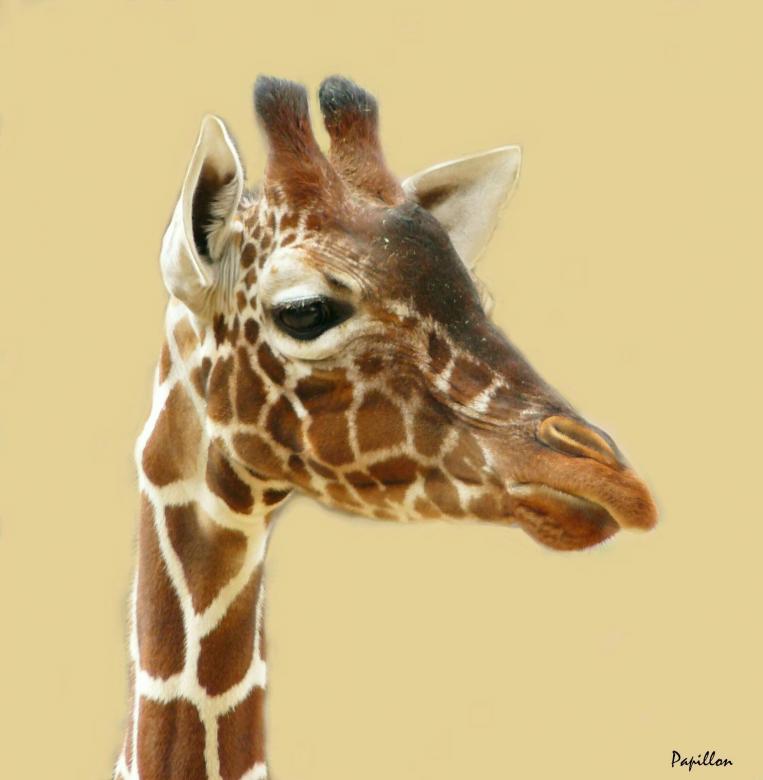 Free stock image of Giraffe created by Pixabay