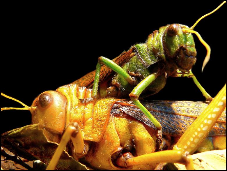 Free stock image of Insect created by Pixabay
