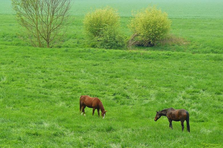 Free stock image of Horses created by Pixabay