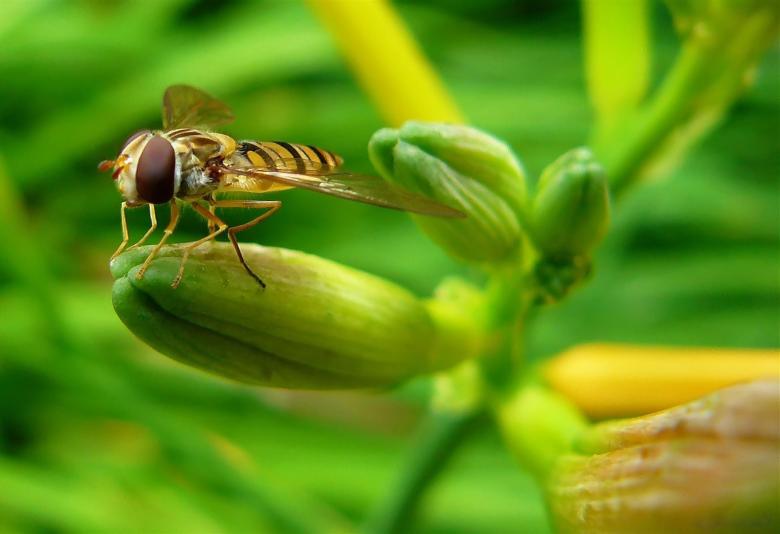Free stock image of Insect created by Pixabay