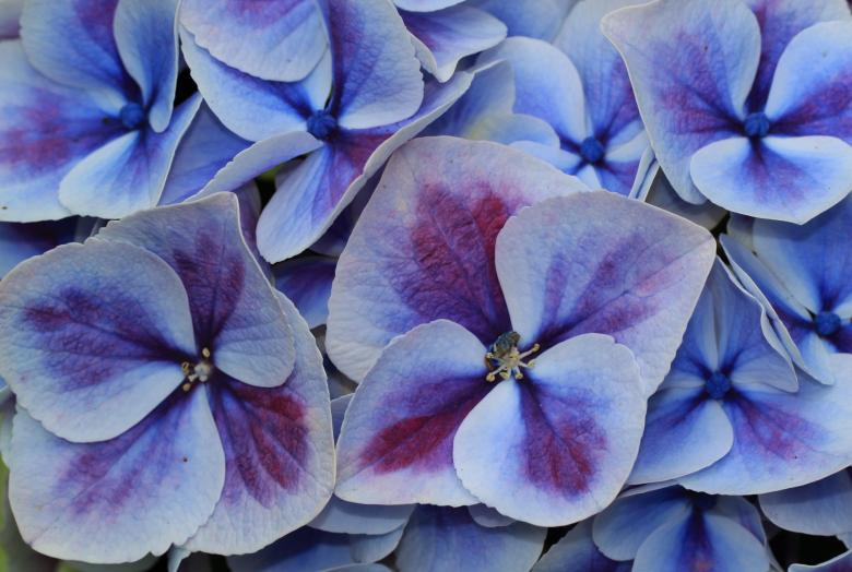 Free stock image of Flower created by Pixabay
