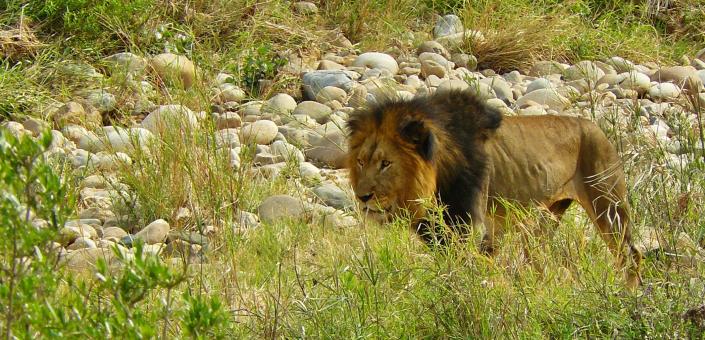 Free Stock Photo of Lion