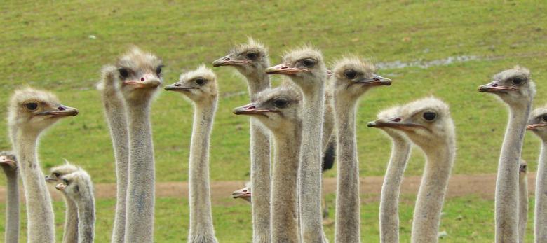 Free stock image of Animal created by Pixabay