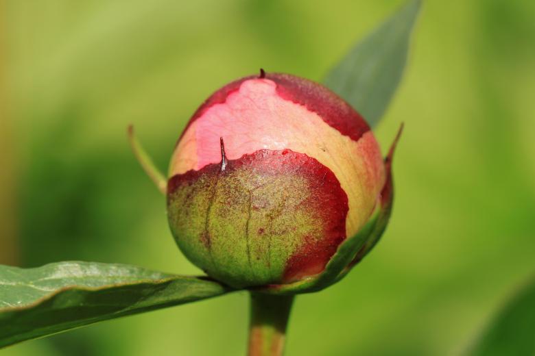 Free stock image of Flower created by Pixabay