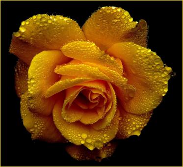 Free Stock Photo of Flower