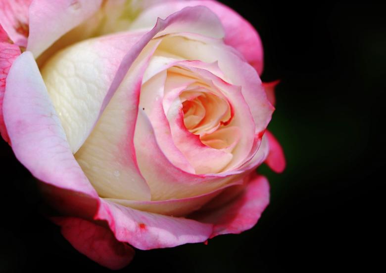 Free stock image of Flower created by Pixabay