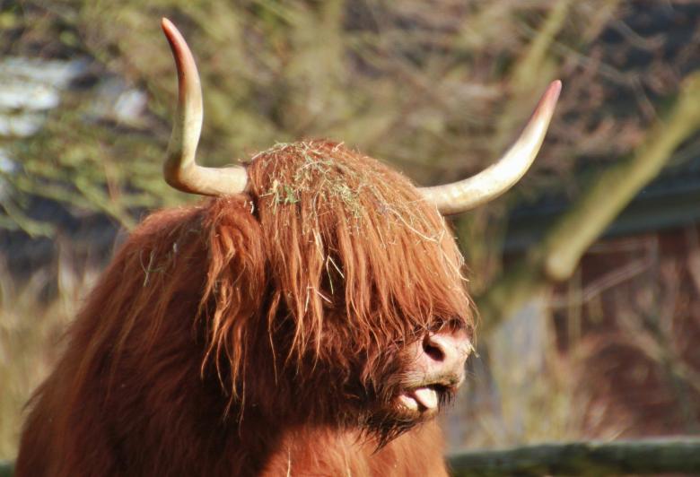 Free stock image of Animal created by Pixabay