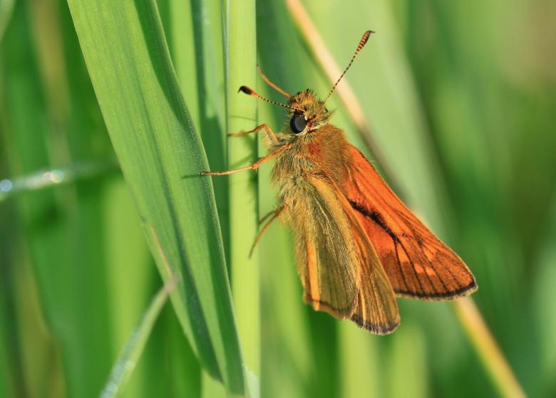 Free stock image of Insect created by Pixabay