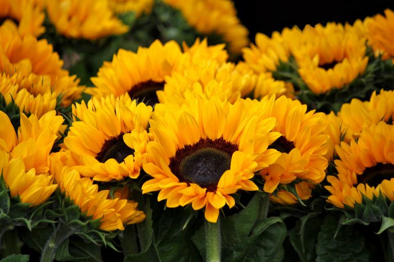 Free stock image of Flower created by Pixabay