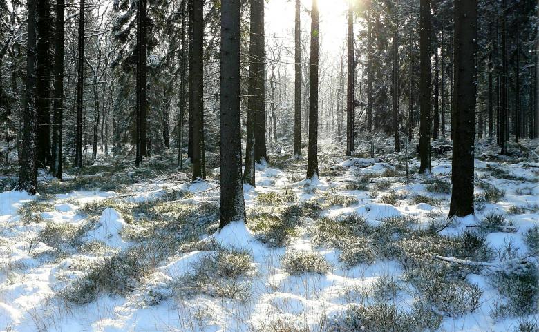 Free stock image of Forest created by Pixabay