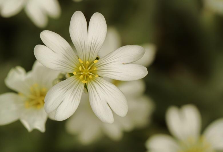 Free stock image of Blossom created by Pixabay