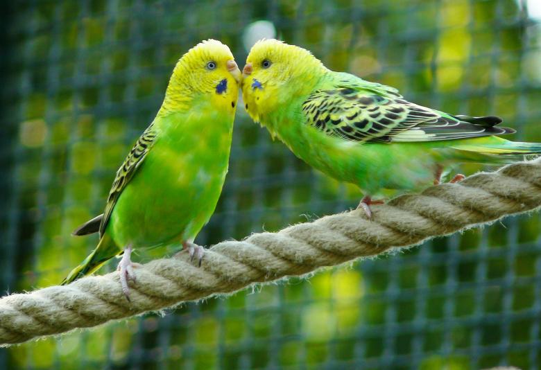 Free stock image of Budgerigars created by Pixabay