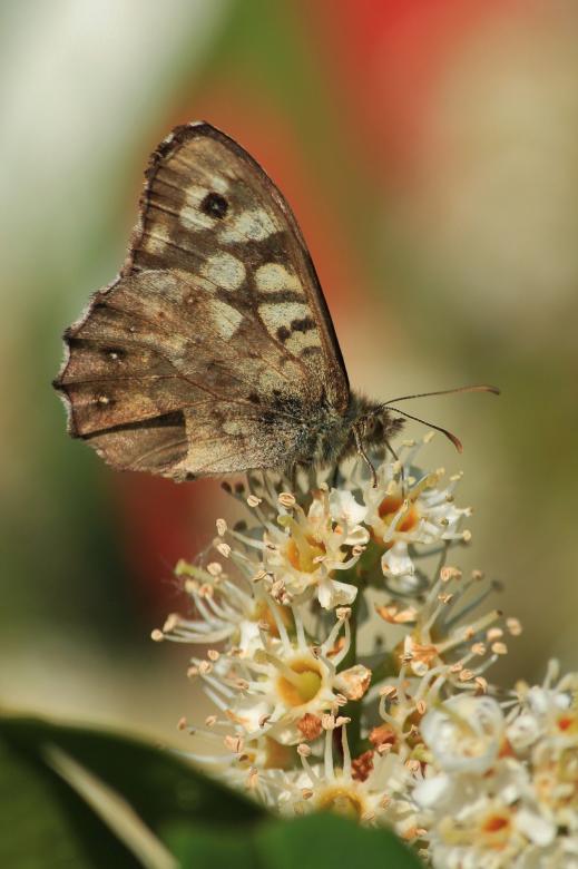 Free stock image of Butterfly created by Pixabay
