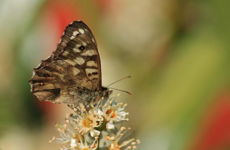 Free stock image of Butterfly created by Pixabay