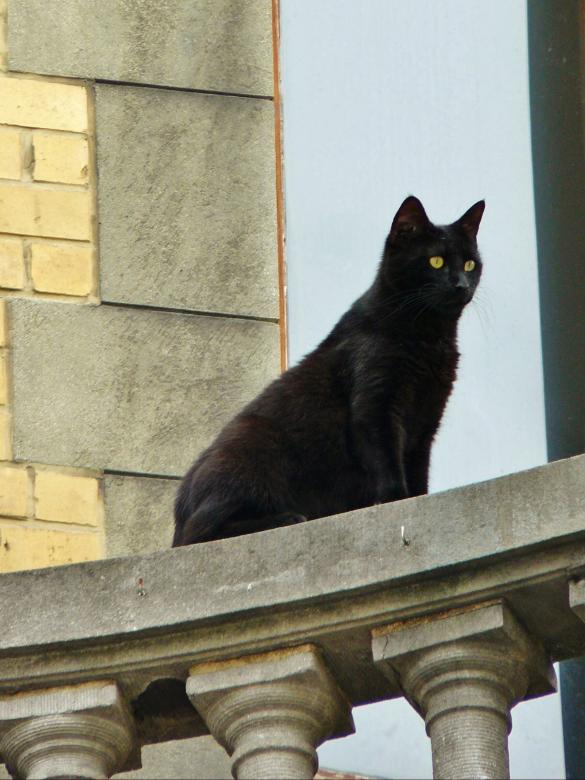 Free stock image of Black Cat created by Pixabay