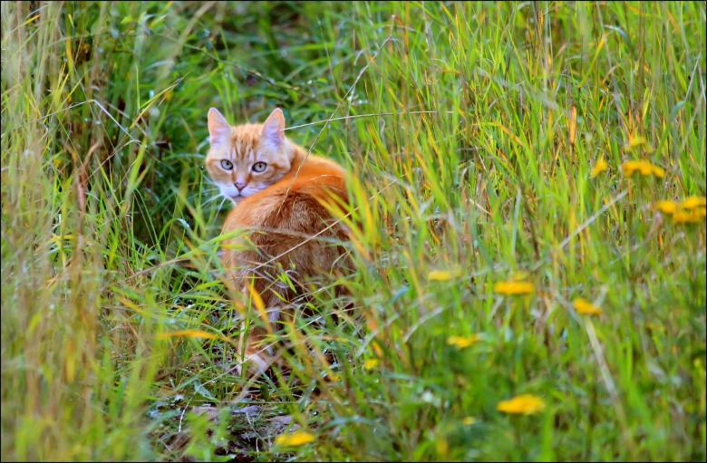 Free stock image of Pet created by Pixabay