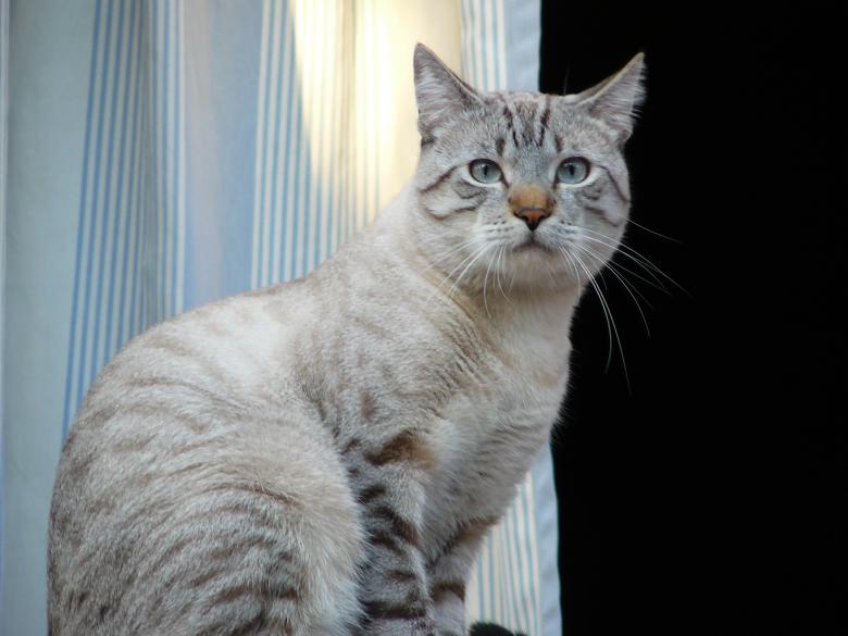 Free stock image of Cat created by Pixabay