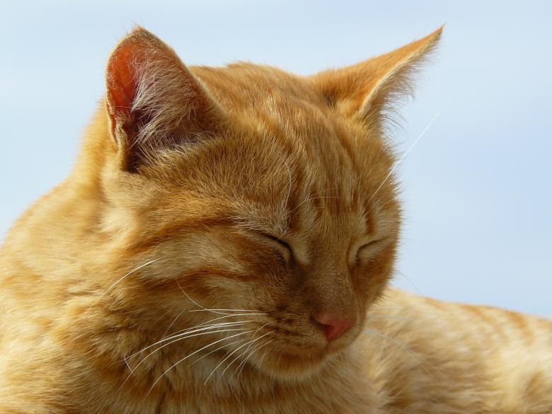 Free stock image of Sleeping Cat created by Pixabay