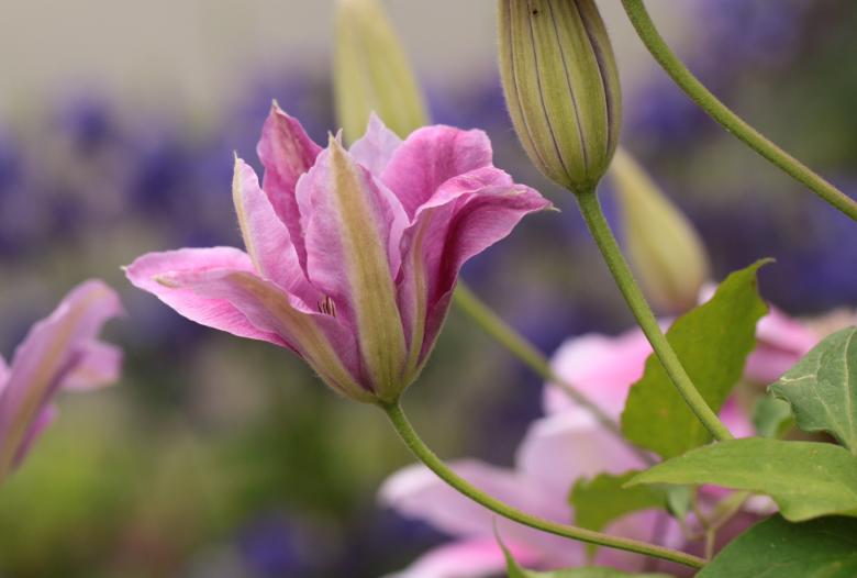 Free stock image of Garden created by Pixabay