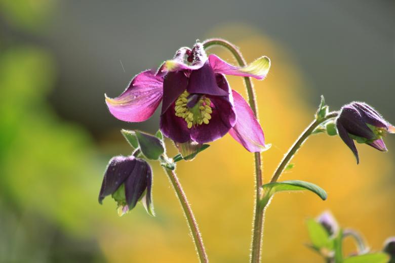 Free stock image of Columbine created by Pixabay