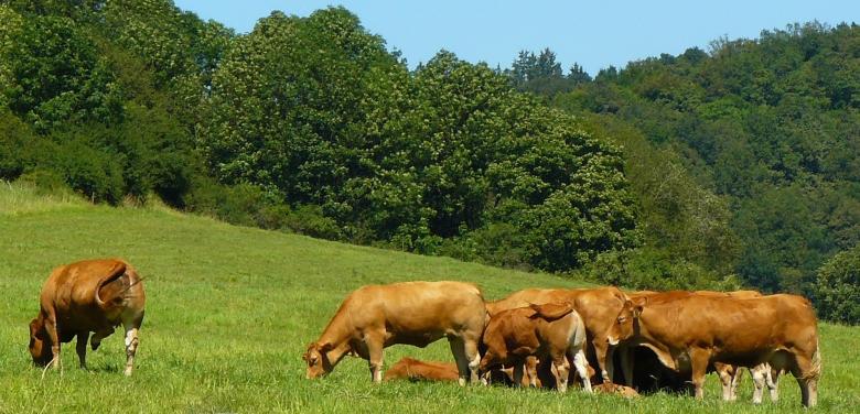 Free stock image of Cows created by Pixabay