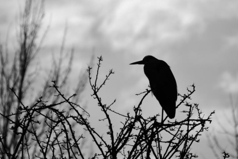 Free stock image of Crane created by Pixabay