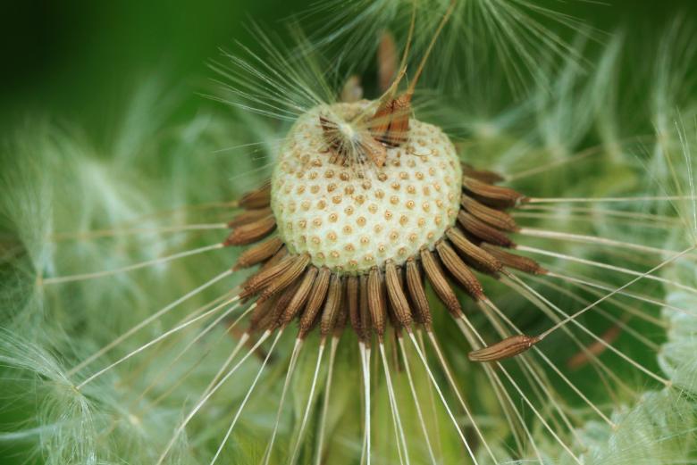 Free stock image of Dandelion created by Pixabay