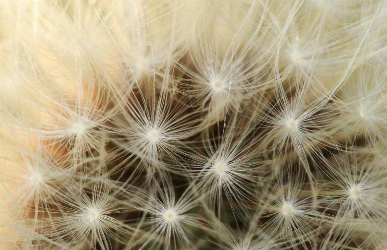 Free stock image of Dandelion created by Pixabay