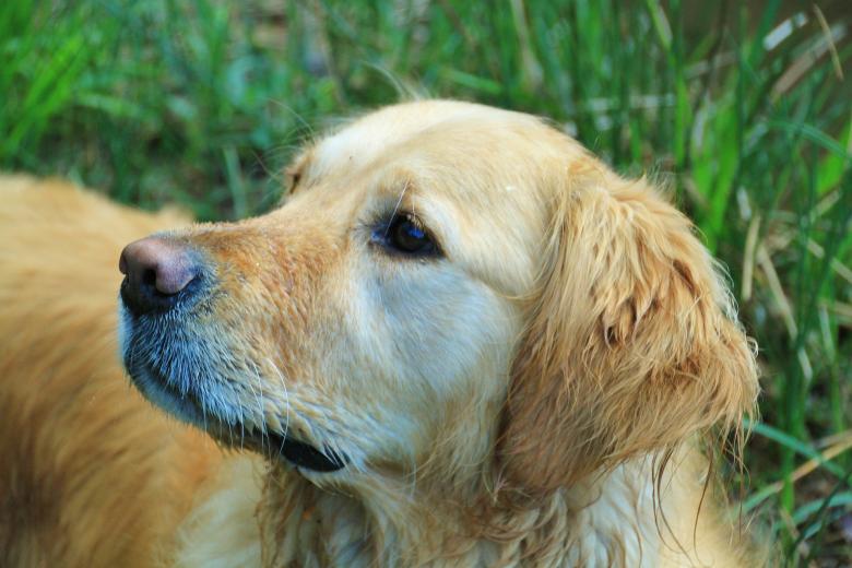 Free stock image of Pet created by Pixabay