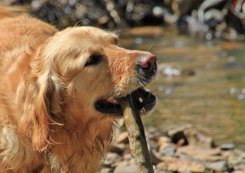 Free stock image of Dog created by Pixabay