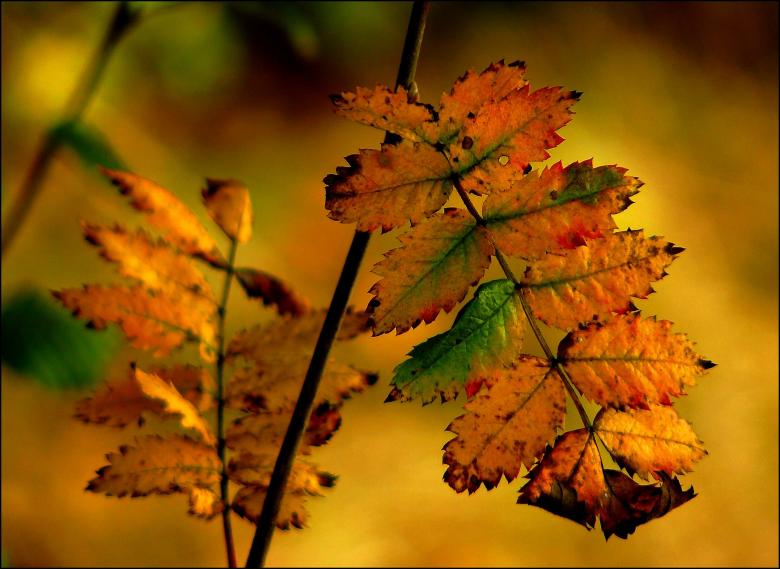 Free stock image of Autumn created by Pixabay