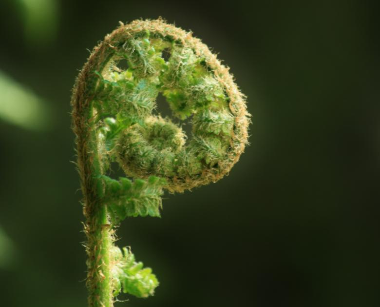 Free stock image of Green Fern created by Pixabay