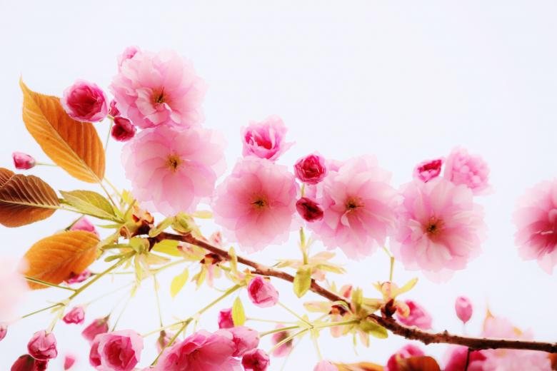 Free stock image of Flowering Twig created by Pixabay