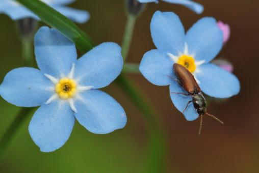 Nature - Free Stock Photo