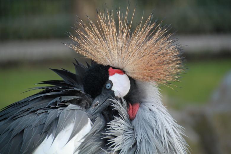 Free stock image of Grey Crowned Crane created by Pixabay