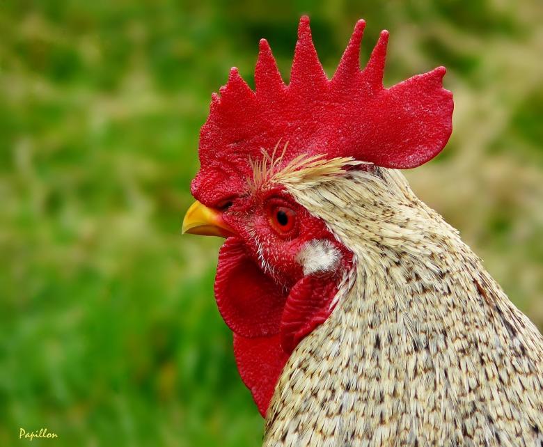 Free stock image of Hen created by Pixabay