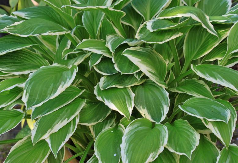 Free stock image of Hostas created by Pixabay