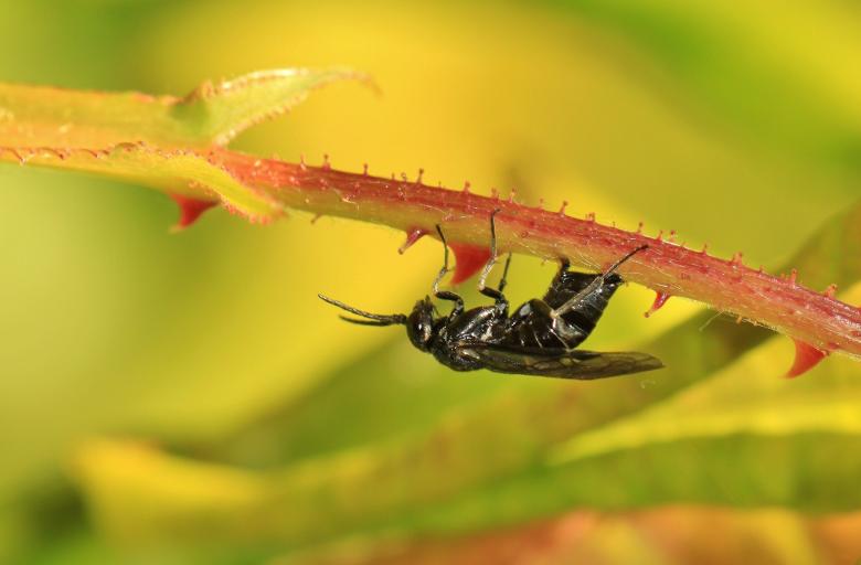 Free stock image of Insect created by Pixabay