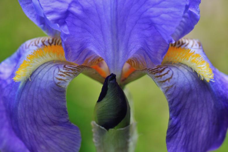Free stock image of Iris created by Pixabay