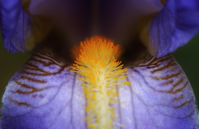 Free stock image of Iris created by Pixabay