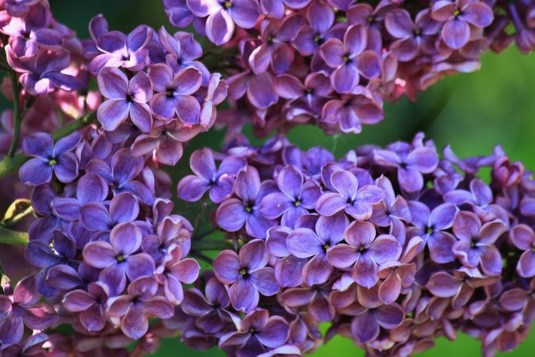 Free stock image of Lilac created by Pixabay