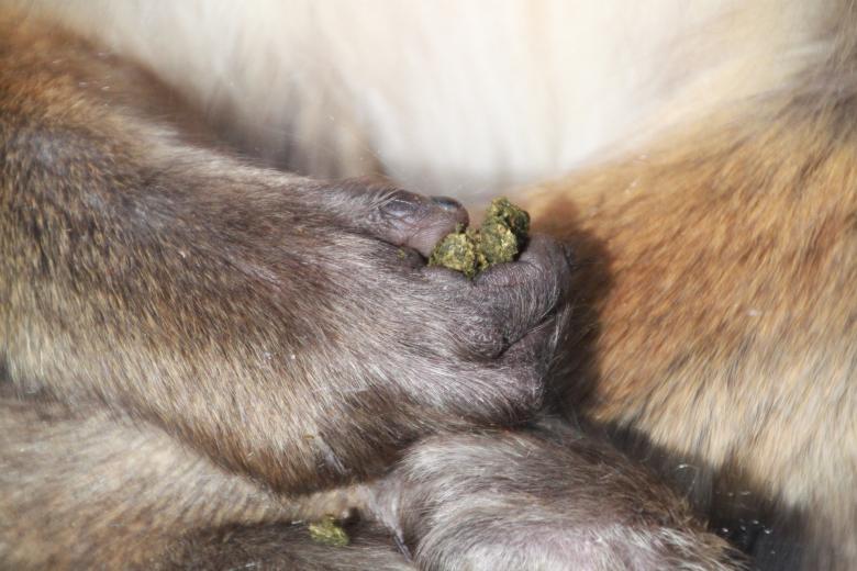 Free stock image of Monkey Hand created by Pixabay