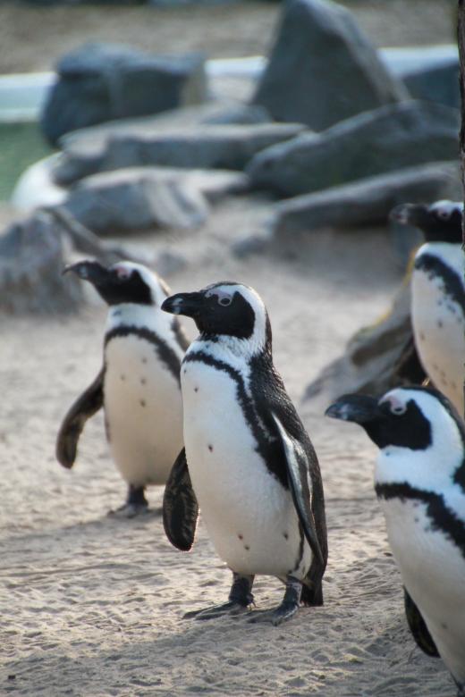Free stock image of Penguins created by Pixabay